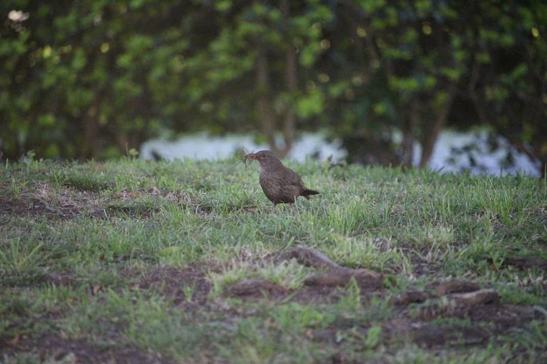 BIRD PERCHING ON GRASSY FIELD