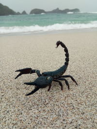 Close-up of beach and scorpion