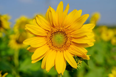 Close-up of yellow sunflower on field