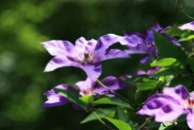 Close-up of purple flowers blooming