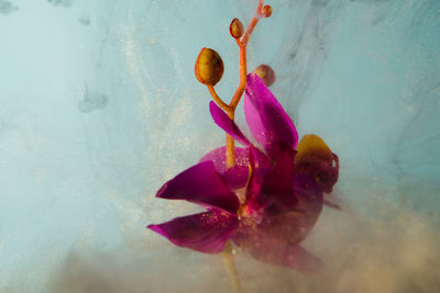 Close-up of pink rose flower