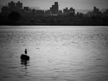 Silhouette ducks swimming in lake