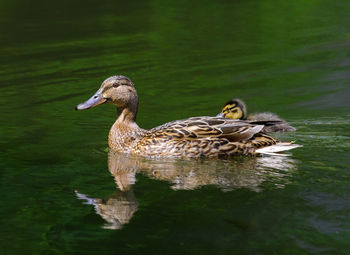 Duck swimming in lake