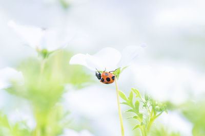 Close-up of ladybug on flower