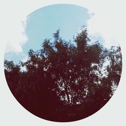 Low angle view of trees against sky