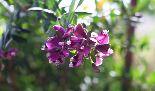 Close-up of pink flowering plant