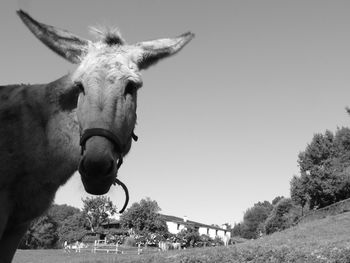 Low angle view of horse against clear sky