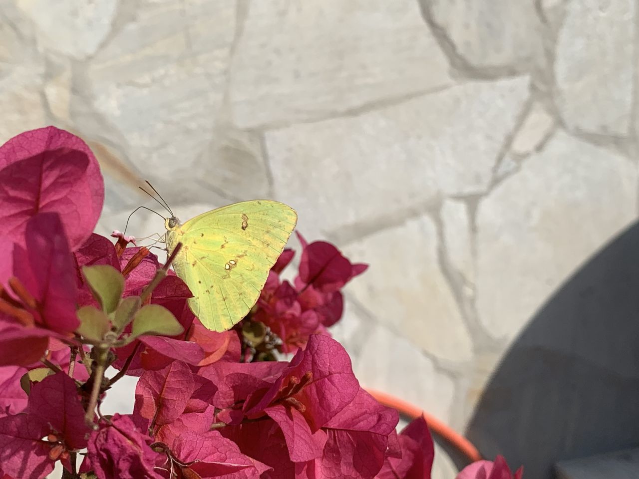 CLOSE-UP OF BUTTERFLY ON PINK FLOWERS