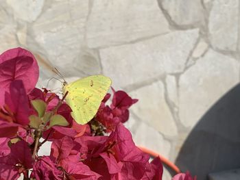 Close-up of butterfly on pink flower