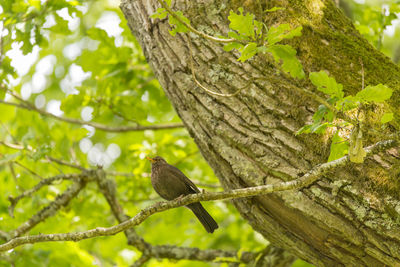 Low angle view of birds perching on branch