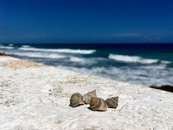 Surface level of shells on sand at beach against sky