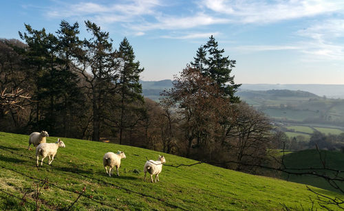 Horses grazing in a field