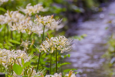 Close-up of white flowering plant