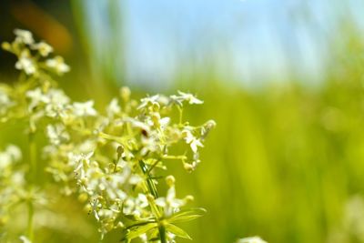 Close-up of flowering plant leaves