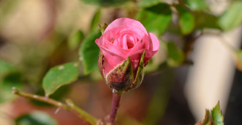 Close-up of pink rose