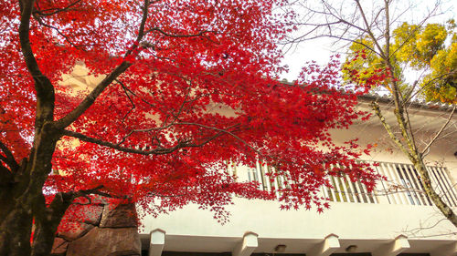 Low angle view of maple tree against sky during autumn