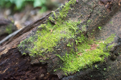 Close-up of moss growing on tree trunk