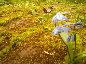 Close-up of crocus on field