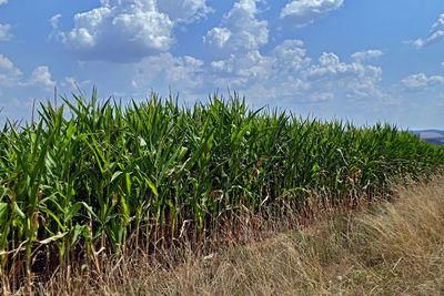 Plants growing on field against sky