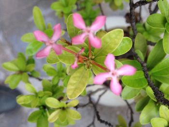 Close-up of pink flower