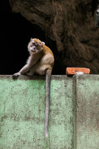 Portrait of monkey sitting on wall against batu caves