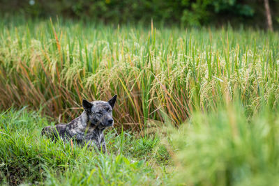 View of a dog on field