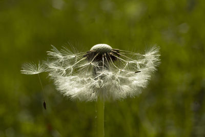 Close-up of dandelion against blurred background