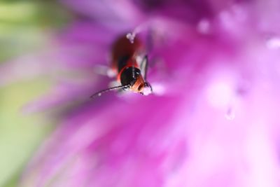 Close-up of insect on pink flower