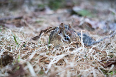 Close-up of a lizard on field