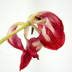 Close-up of flower over white background