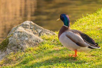 Close-up of bird perching on rock