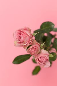 Close-up of pink rose against colored background