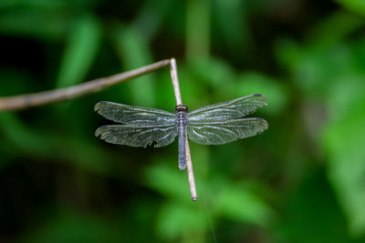 Close-up of butterfly on leaf