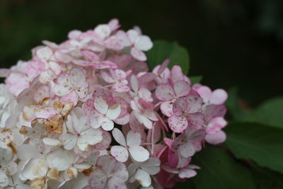 Close-up of pink flowers blooming outdoors