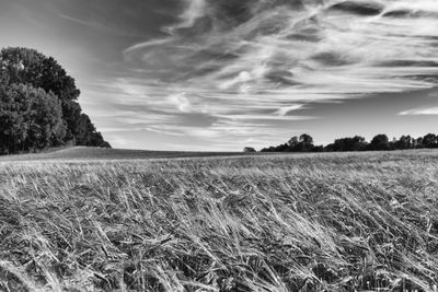 Scenic view of field against sky during sunset