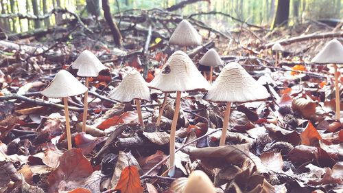 Close-up of mushrooms growing on land