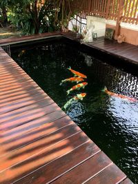 High angle view of koi carps swimming in water