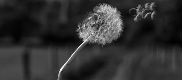 Close-up of wilted dandelion against blurred background