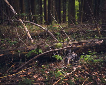 View of young deer in forest