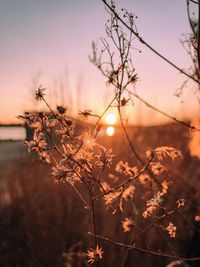 Scenic view of flowering plants against sky during sunset