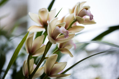 Close-up of white flowers blooming on tree