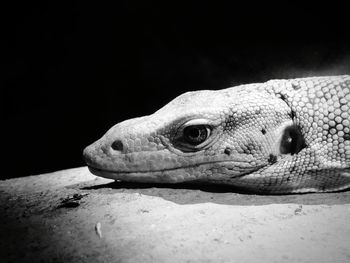 Close-up of lizard