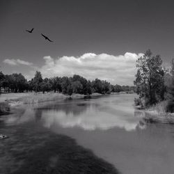 Bird flying over calm lake