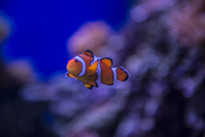 Close-up of clown fish swimming in sea