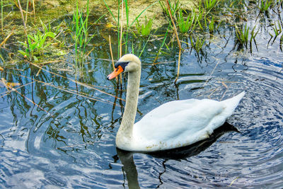 Swan floating on lake