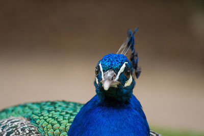 Close-up of peacock