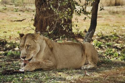 Lioness in forest