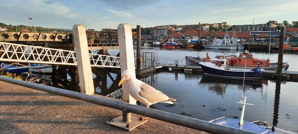 Seagulls in harbor