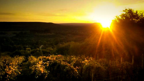 Scenic view of landscape at sunset