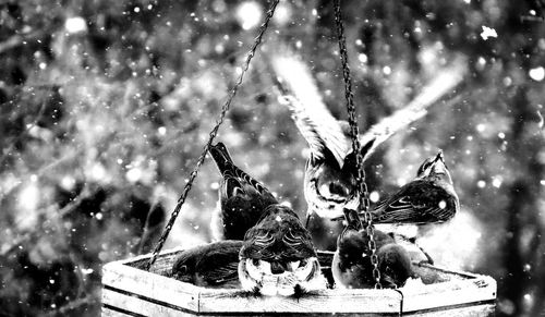 Close-up of birds